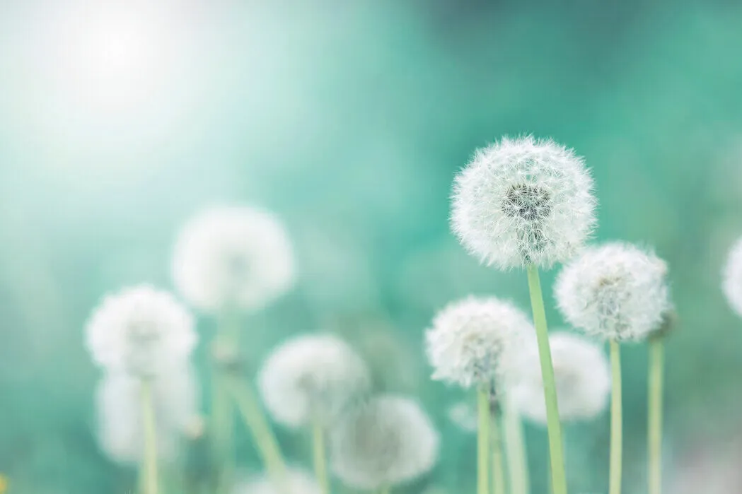 Pusteblumen vor hellem Hintergrund