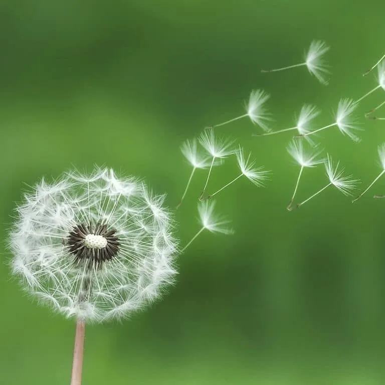 Pusteblume, deren Samen vom Wind davongetragen werden
